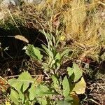 Brassica fruticulosa Elinympäristö