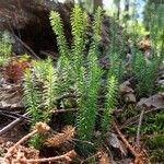 Lycopodium annotinumЛист