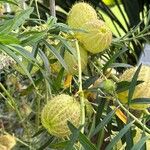 Gomphocarpus physocarpus عادت داشتن