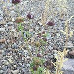 Salvia columbariae Habitus