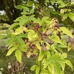 Sambucus canadensisΦρούτο