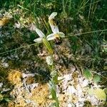 Ophrys apifera Květ