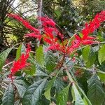 Quassia amara Flor