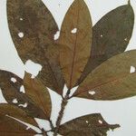 Erythroxylum squamatum Other