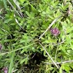 Thymus dolomiticus Leaf