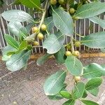 Ficus natalensis Blatt