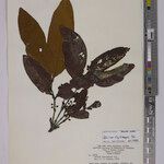 Quiina rhytidopus Hoja