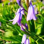 Hyacinthoides hispanica പുഷ്പം