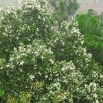 Calophyllum caledonicum Natur