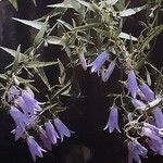 Campanula tommasiniana Blomst