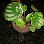 Peperomia argyreia Blad