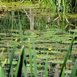 Nuphar pumila पत्ता