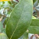 Polygala myrtifolia Leaf