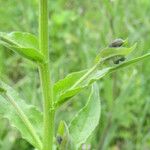 Cynoglossum montanum Deilen