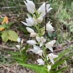 Cephalanthera longifoliaBlüte