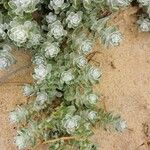 Achillea maritimaبرگ