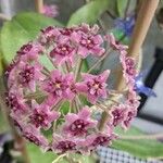 Alstroemeria pelegrina Flower