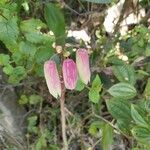 Campanula punctata Цветок
