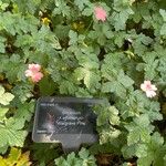 Geranium × oxonianum 整株植物