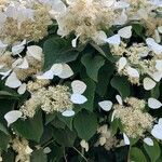 Schizophragma hydrangeoides Flor