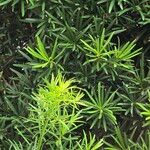 Podocarpus macrophyllus 叶