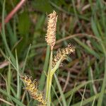 Carex panicea Fruitua