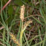 Carex panicea Frucht