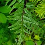 Pedicularis bracteosa 葉