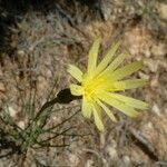 Scorzonera aristata Flower