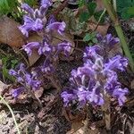 Orobanche nana Flower