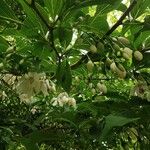 Styrax japonicus Leaf