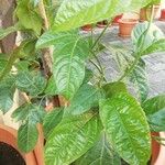 Passiflora edulisList