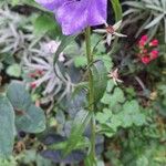 Campanula persicifoliaFlor