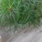 Cyperus papyrusLeaf