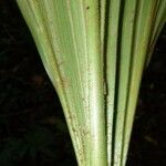 Asplundia ferruginea Bark