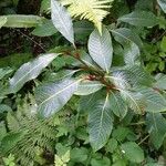 Salix fargesii Leaf