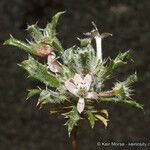 Loeseliastrum schottii Flower