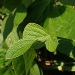 Vigna vexillata Folha