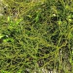 Cassytha filiformis Leaf