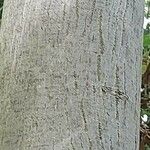 Carya ovata Bark