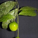 Preslianthus pittieri Fruit