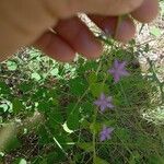 Triodanis perfoliata Flor