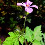 Geranium robertianum Hábito