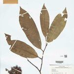 Anaxagorea brachycarpa Levél