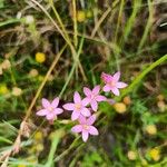 Centaurium littorale Квітка