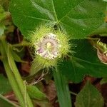 Passiflora foetida Кветка