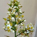Nandina domestica Blüte