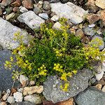 Saxifraga aizoidesBlüte