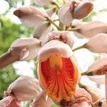 Alpinia zerumbet 花