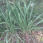 Cymbopogon citratus Лист